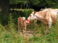 Cube-licking_cow_and_calf.jpg